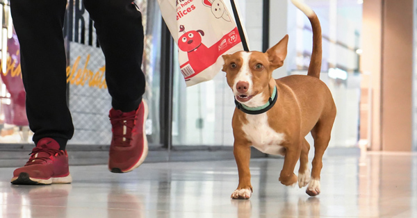 Bienvenidos, perretes