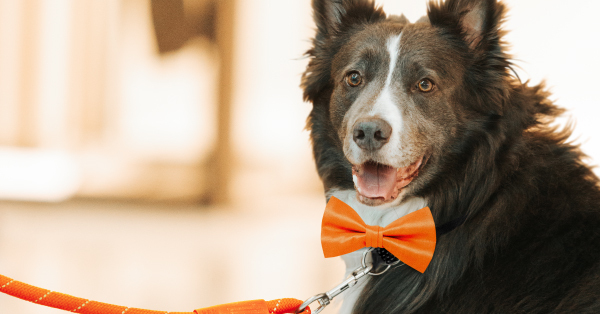 Un finde muy GUAU: tres días para disfrutar con tu perrete